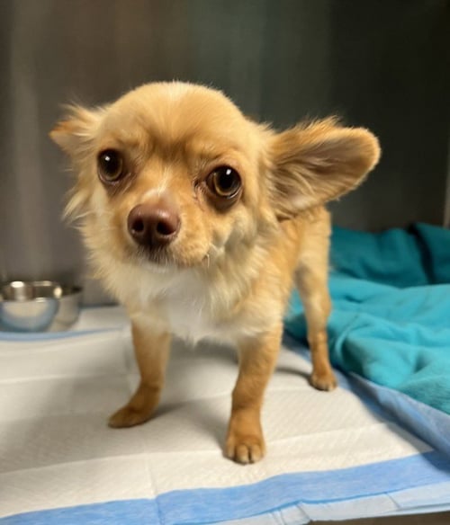 SAMMY - Chihuahua available for adoption