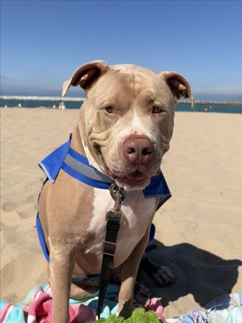 Z - Pit Bull Terrier available for adoption