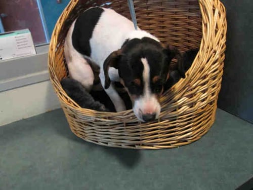 FINNIKISS - Jack Russell Terrier (Parson Russell Terrier) available for adoption