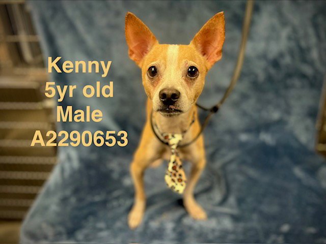 KENNY Image