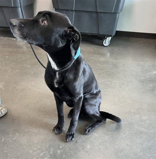 BO - Labrador Retriever / American Staffordshire Terrier available for adoption