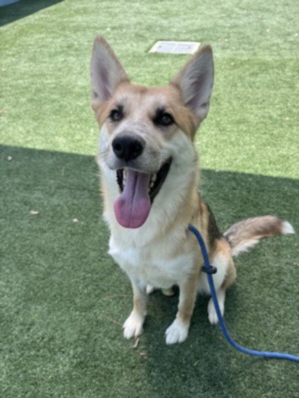 BALBOA - German Shepherd Dog / Siberian Husky available for adoption