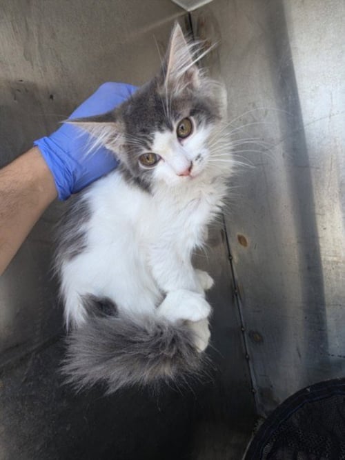 BROOKS - Domestic Short Hair available for adoption