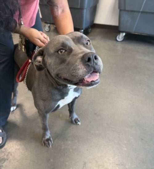 MAYA - Pit Bull Terrier available for adoption