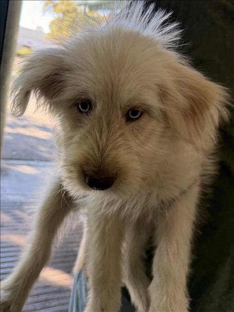 A2301784 - Labrador Retriever / Siberian Husky available for adoption