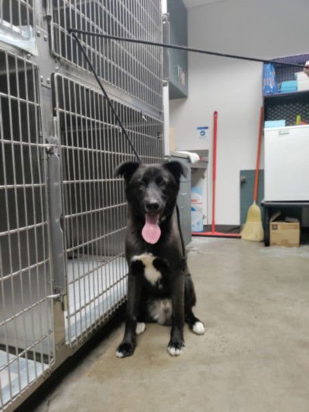 SHADOW - German Shepherd Dog / Siberian Husky available for adoption