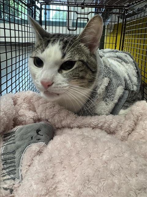 OLIVE - Domestic Short Hair for adoption in Santa Clarita