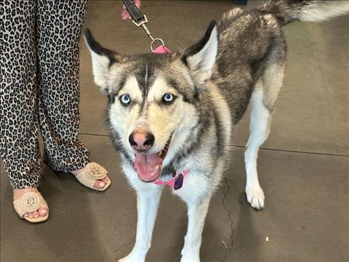 COOKIE - Siberian Husky available for adoption