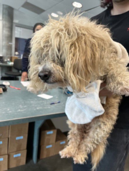 RIVER - Poodle (Miniature) available for adoption