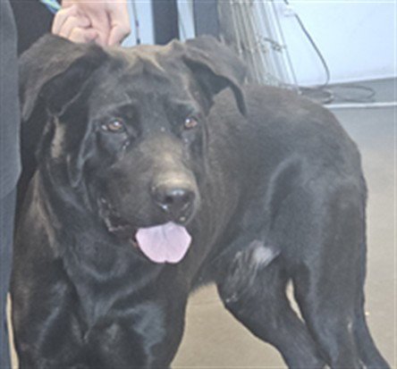 HUGO - Labrador Retriever available for adoption