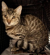 FELIX - Photo 1