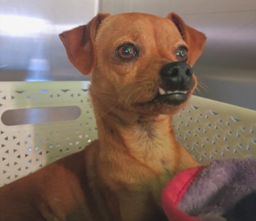 PANCHO - Chihuahua available for adoption