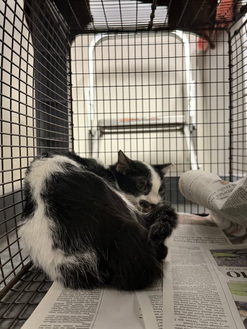 EIGHTBALL - Domestic Short Hair for adoption in Santa Clarita