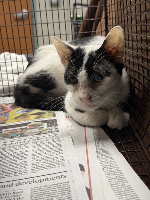DOMINO - Domestic Short Hair for adoption in Santa Clarita