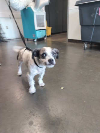 DOMINO - Tibetan Terrier available for adoption