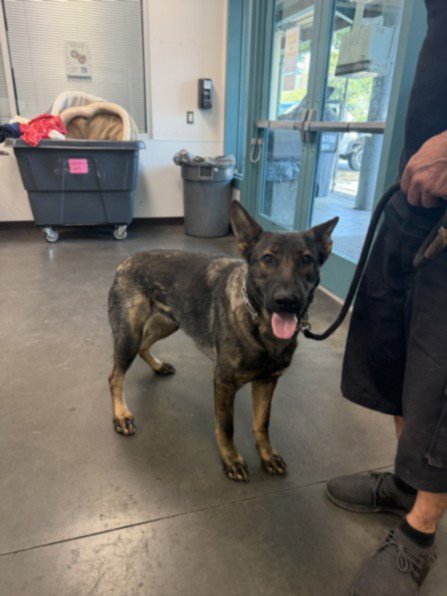 MOLLY - Dutch Shepherd available for adoption