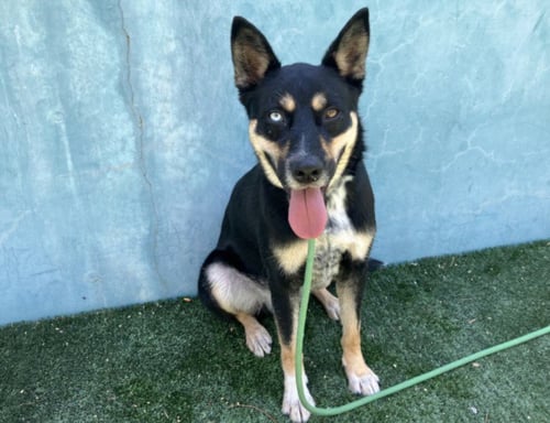 TYLER - Australian Kelpie for adoption in Santa Clarita