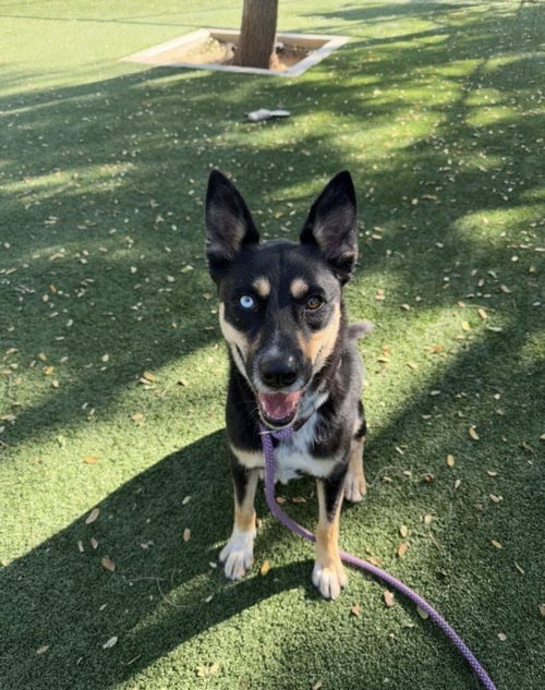 TYLER - Australian Kelpie available for adoption