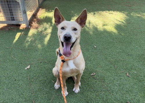 ARES - German Shepherd Dog available for adoption
