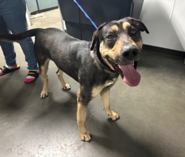 CHARLIE - German Shepherd Dog / Rottweiler available for adoption