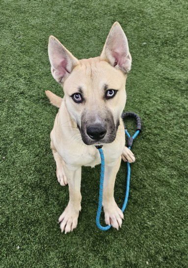 SANTO - Siberian Husky available for adoption