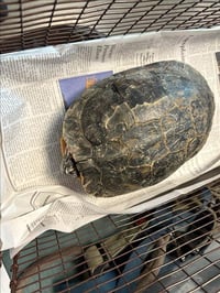 TORTUGA - Photo 1