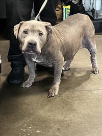 BIG FELLA - Photo 1