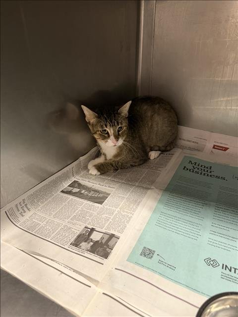 ROME - Domestic Short Hair for adoption in Santa Clarita