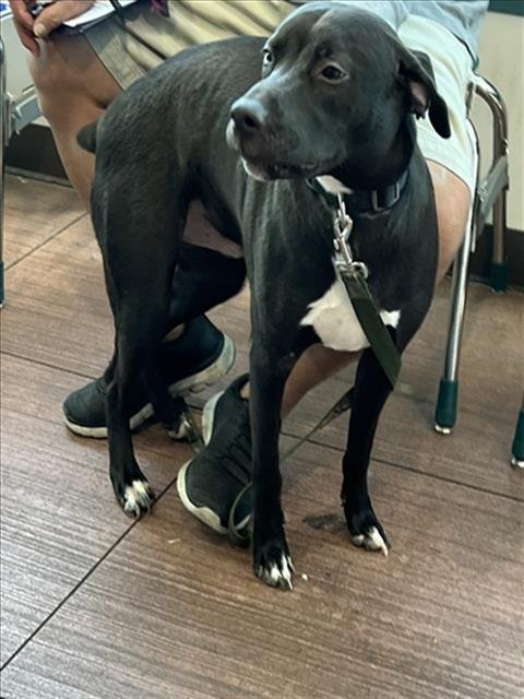 BEE - American Staffordshire Terrier available for adoption