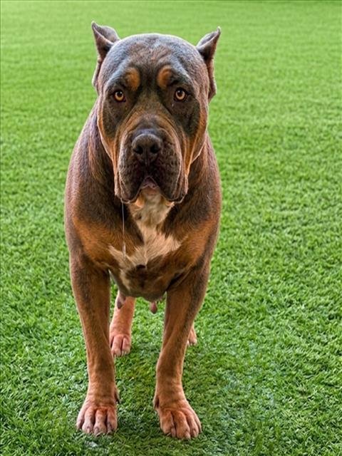 EIFEL - Staffordshire Bull Terrier available for adoption