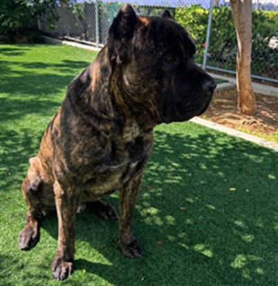 GUNTHER - Cane Corso Mastiff available for adoption