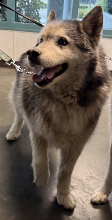 CAPONE - Siberian Husky available for adoption