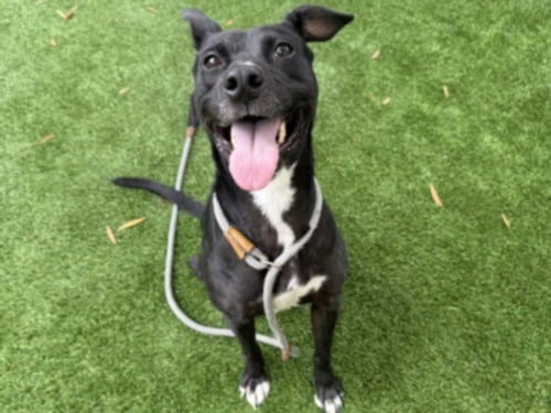 SUNSHINE - Pit Bull Terrier available for adoption