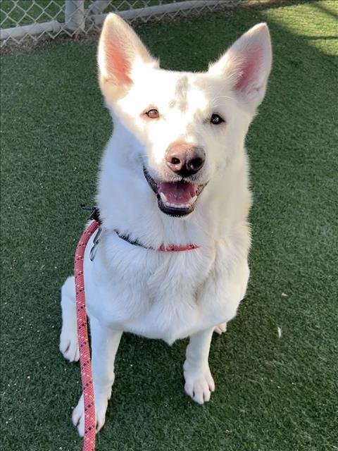 STITCH - Samoyed / Siberian Husky available for adoption