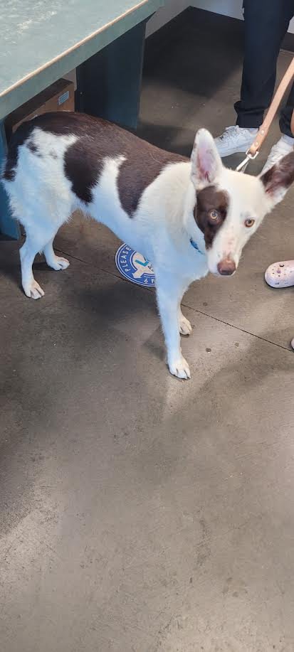 SAMMY - Australian Shepherd available for adoption