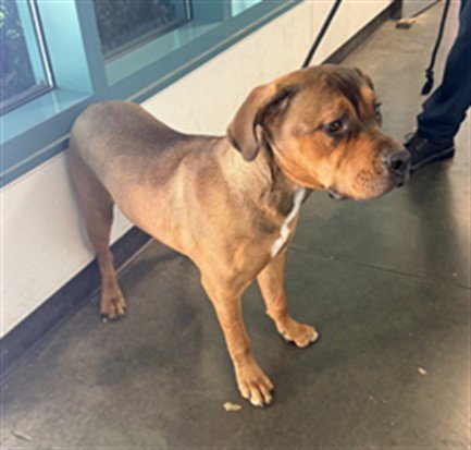 PEACHES - Boxer available for adoption