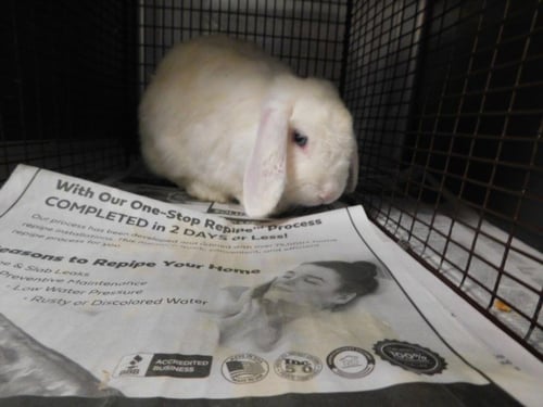 LIBBY - English Lop available for adoption