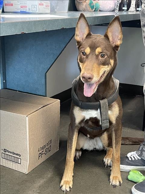 KASHH - Doberman Pinscher / Husky available for adoption