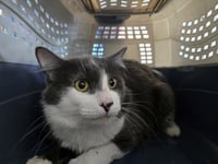 TUFFY - Photo 1