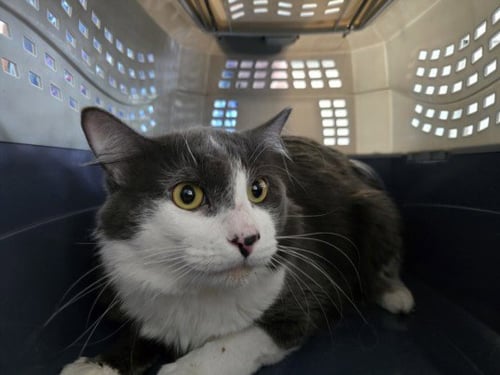 TUFFY - Domestic Medium Hair available for adoption