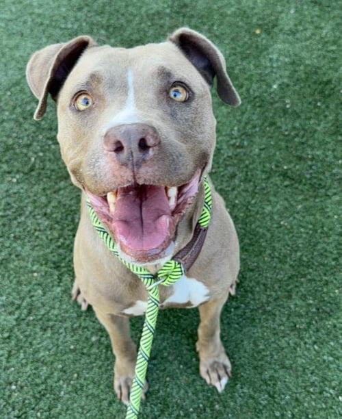 GRACEY - American Staffordshire Terrier for adoption in Santa Clarita