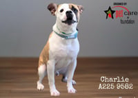 CHARLIE - Photo 1