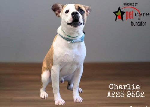 CHARLIE - Pit Bull Terrier available for adoption