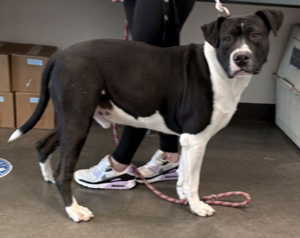 BIG PAPA - American Pit Bull Terrier available for adoption