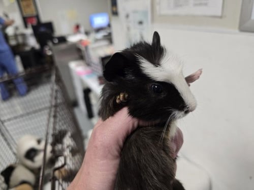 TED - Guinea Pig available for adoption