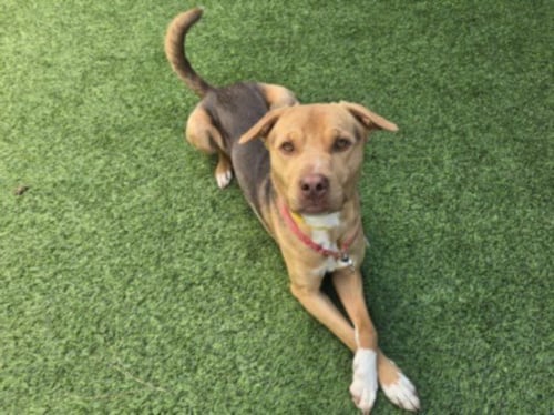 MELLOW - Labrador Retriever available for adoption
