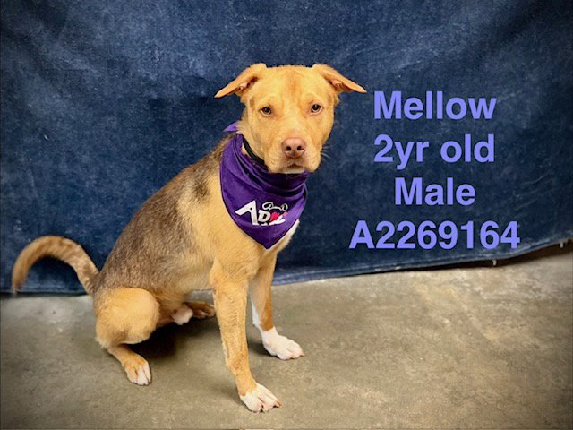 MELLOW Image