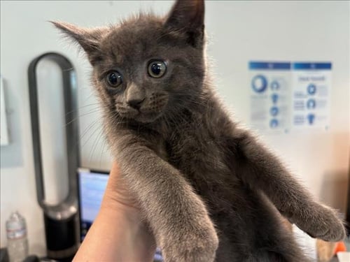 MAGNUS - Domestic Short Hair available for adoption