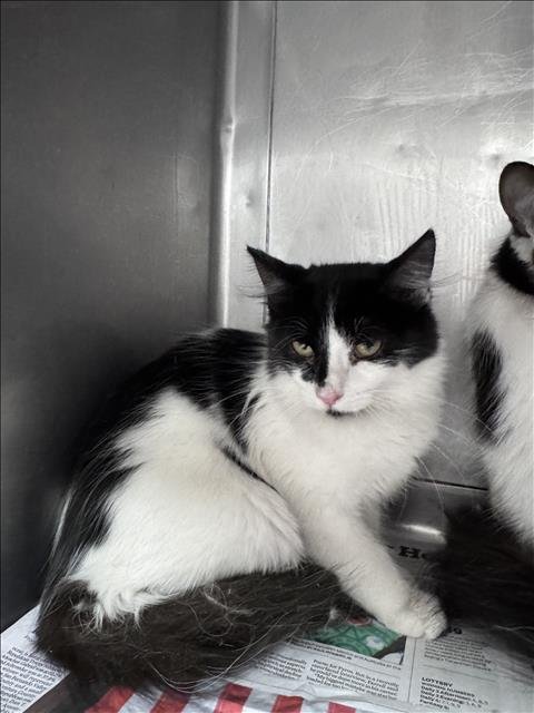 RILEY - Domestic Short Hair for adoption in Santa Clarita