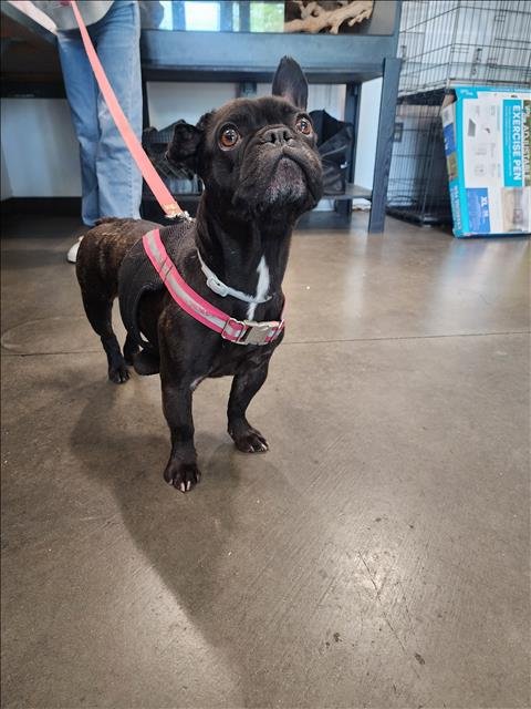 COOKIE - French Bulldog available for adoption